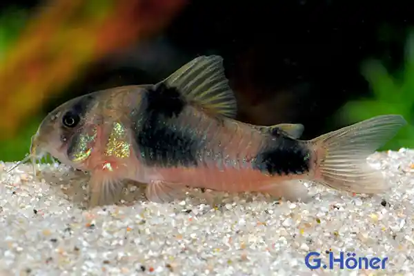 Abverkauf Corydoras weitzmani, 8er-Gruppe (Weitzmans Panzerwels)
