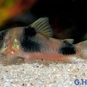 Neuheit Corydoras weitzmani, 10er-Gruppe (Weitzmans Panzerwels)