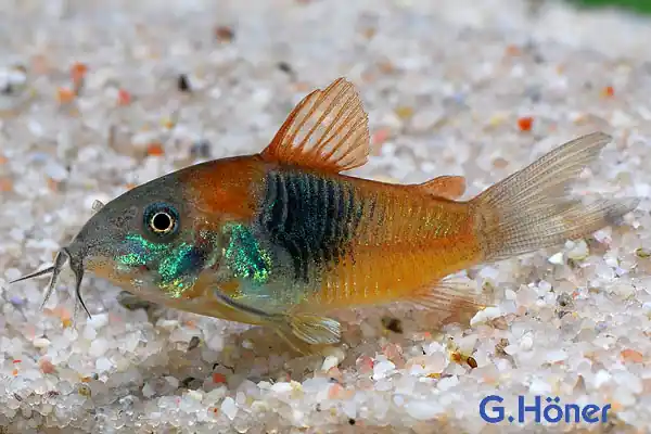 Letzte Chance Corydoras venezuelanus orange, 5er-Gruppe (Venezuela Panzerwels)