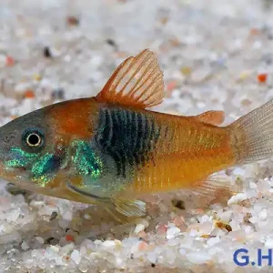 Corydoras venezuelanus orange, 8er-Gruppe (Venezuela Panzerwels)-Copy Billig