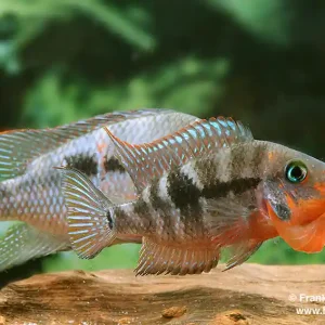 Ausverkauf Thorichthys meeki Rio Candelaria XL, Paar