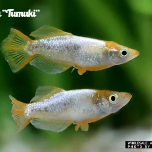 Mega-Angebot Oryzias laticeps spec. Tumuki, Medaka spec. Tumuki - 8er-Gruppe