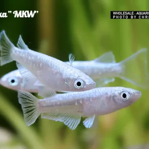 Wochenendangebot Oryzias laticeps spec. MKW, Medaka spec. MKW - 8er-Gruppe