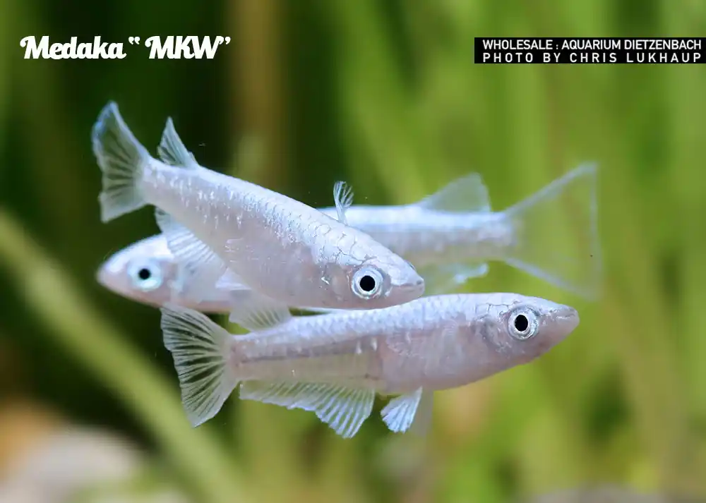 Wochenendangebot Oryzias laticeps spec. MKW, Medaka spec. MKW - 8er-Gruppe
