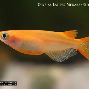 Knallerangebot Oryzias laticeps spec. Red Emperor, Medaka spec. Red Emperor - 8er-Gruppe