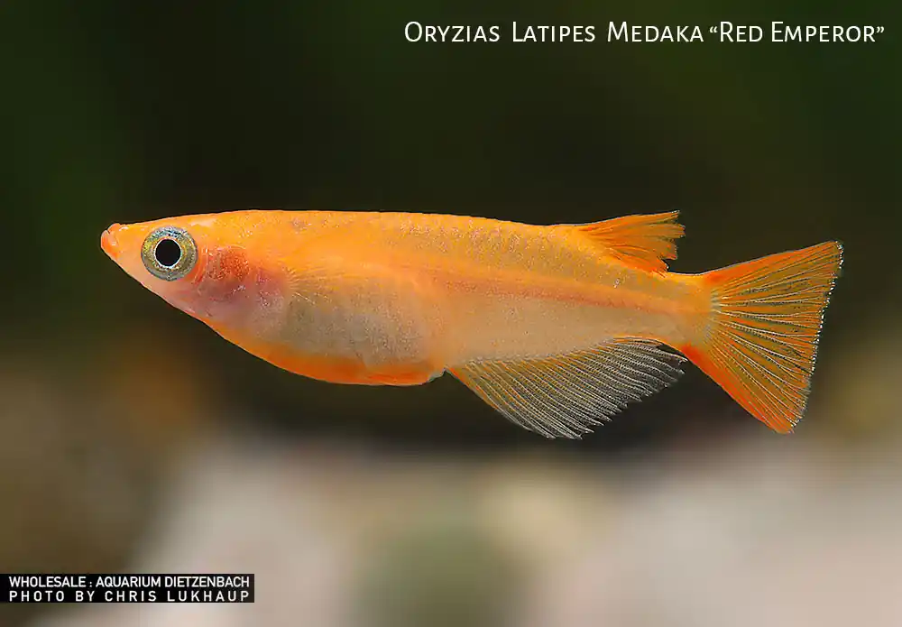 Oryzias laticeps spec. Red Emperor, Medaka spec. Red Emperor - 10er-Gruppe Bestseller