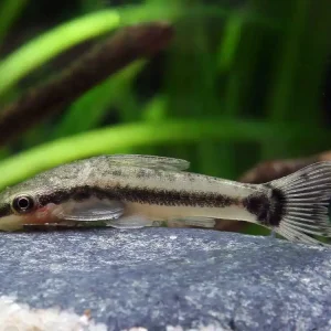 Otocinclus vittatus (Common Otocinclus) - Friedlicher Zwergsaugwels Aktuell