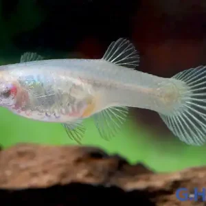 Letzte Chance Endler Guppy spec. Red Cheest Saddle Back (Poecilia wingei) - Weibchen