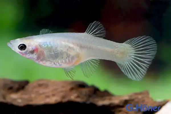 Letzte Chance Endler Guppy spec. Red Cheest Saddle Back (Poecilia wingei) - Weibchen