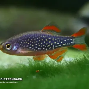 Abverkauf Perlhuhnbärbling (Danio margaritatus) 10er-Gruppe