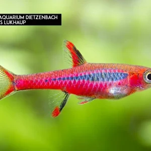 Mosquitorasbora (Boraras brigittae) Knallerangebot