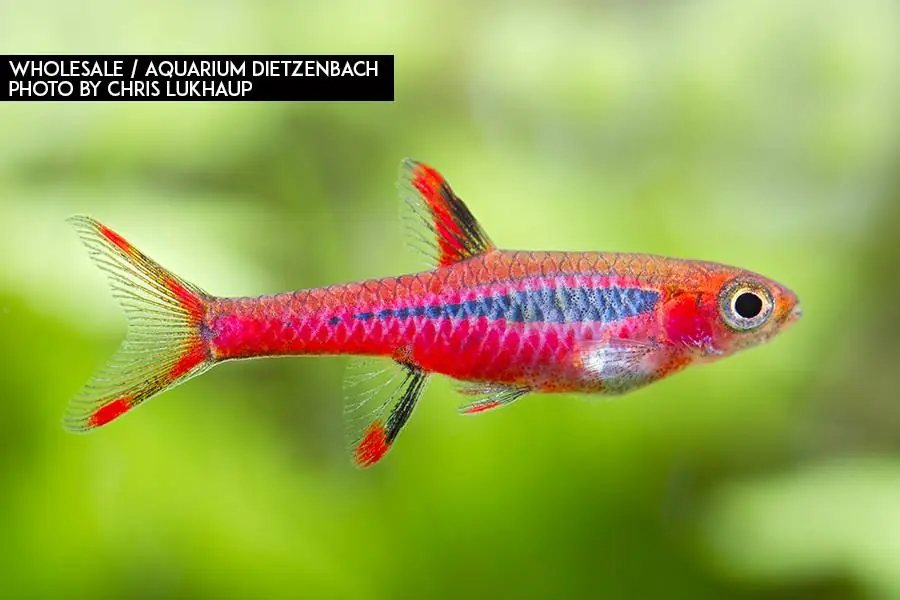 Mosquitorasbora (Boraras brigittae) Knallerangebot