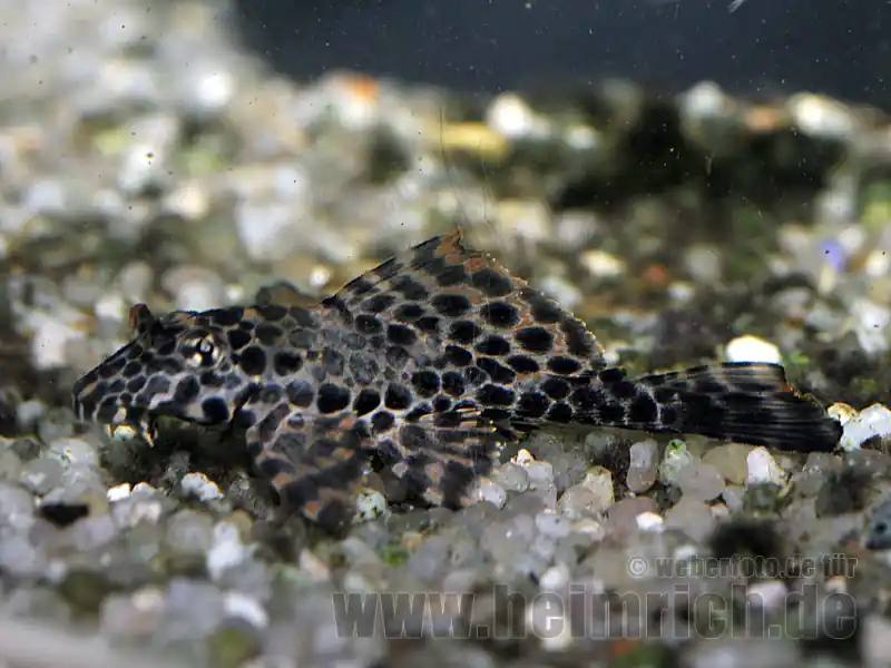 Nur Für Kurze Zeit Pterygoplichthys gibbiceps, 16cm (Wabenschilderwels)