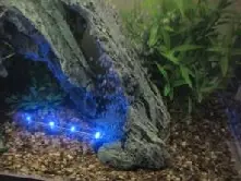 LED Blue Nightline 55 cm (Mondlicht) Günstig