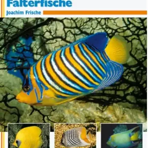 Kaiser- und Falterfische -Schnäppchen- Bestpreis
