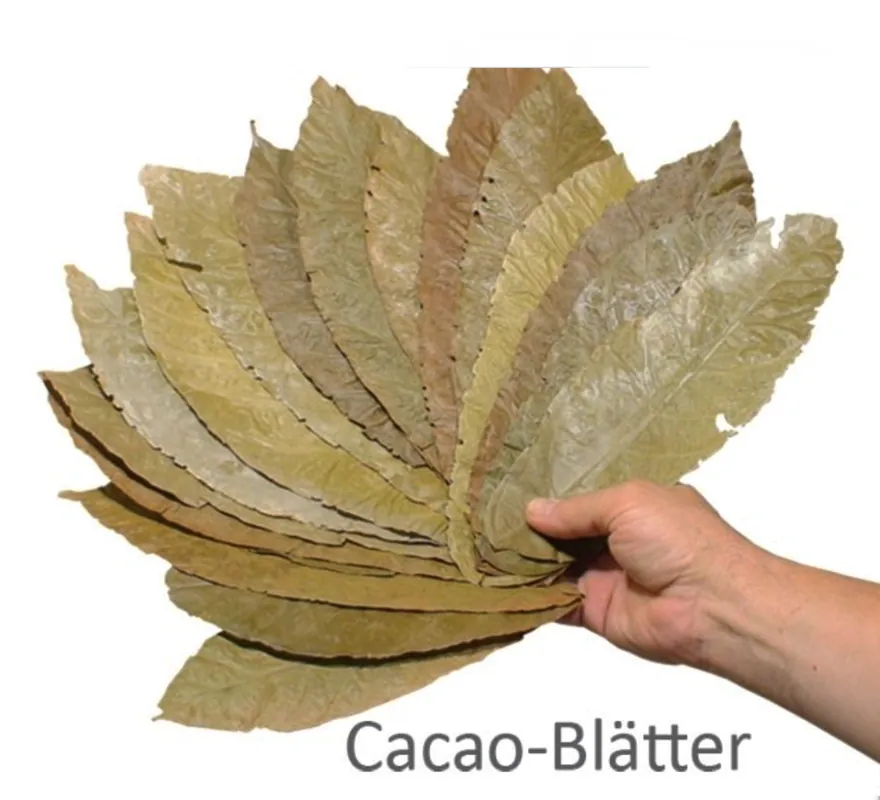 Theobroma-Cacao-Blätter 10 St. natürlicher Wasseraufbereiter Preisknaller