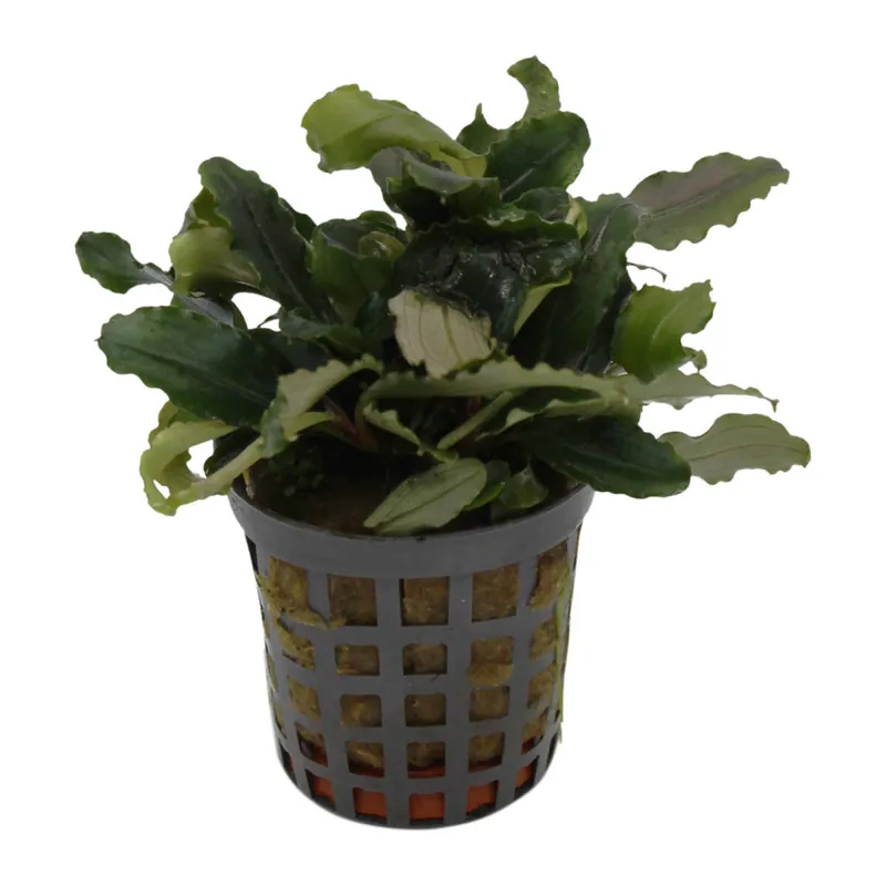 Neu Grüne Bucephalandra Bucephalandra Theia "Green"