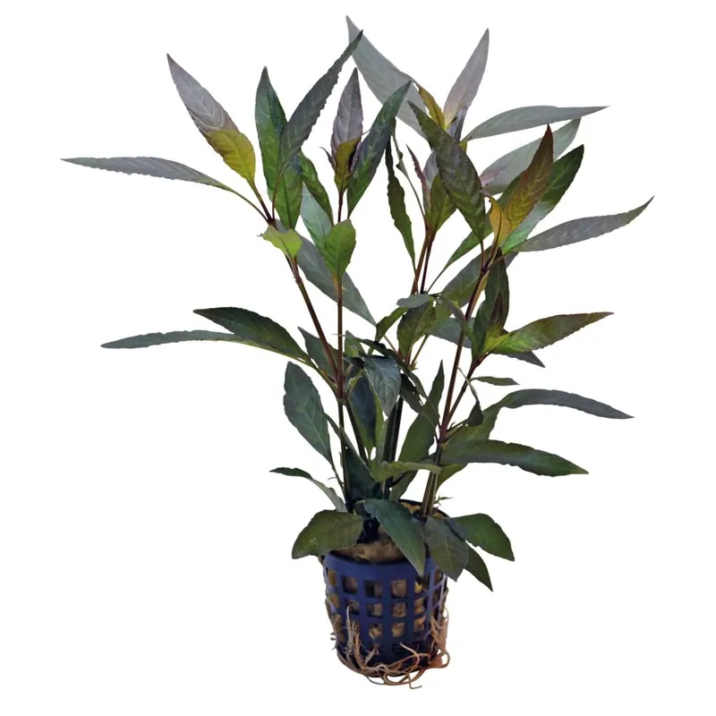 Ausverkauf Guyanischer Wasserfreund Hygrophila guanensis