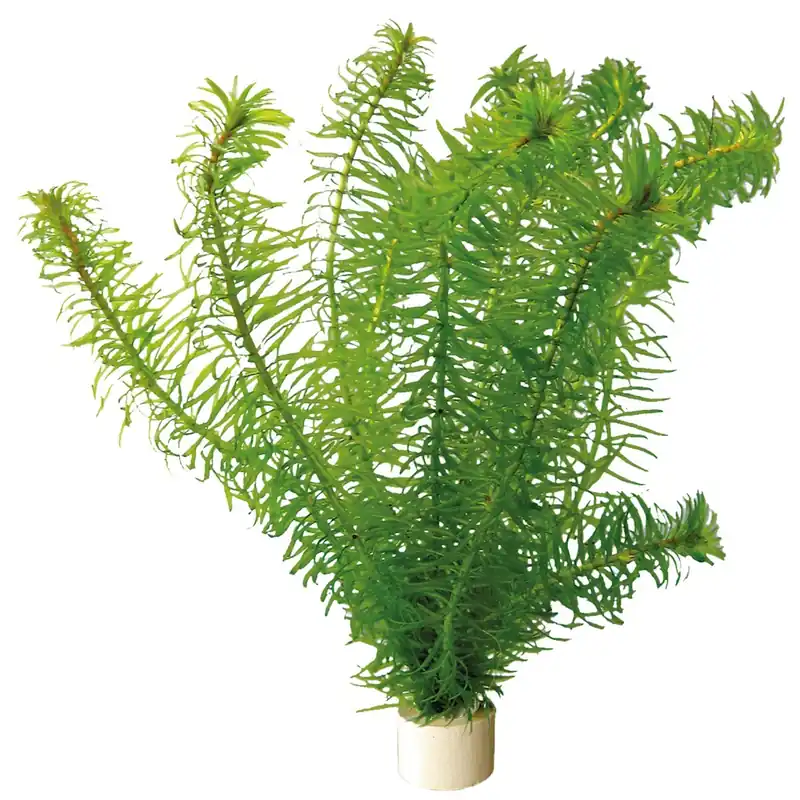 Wasserpest Egeria Online Kaufen