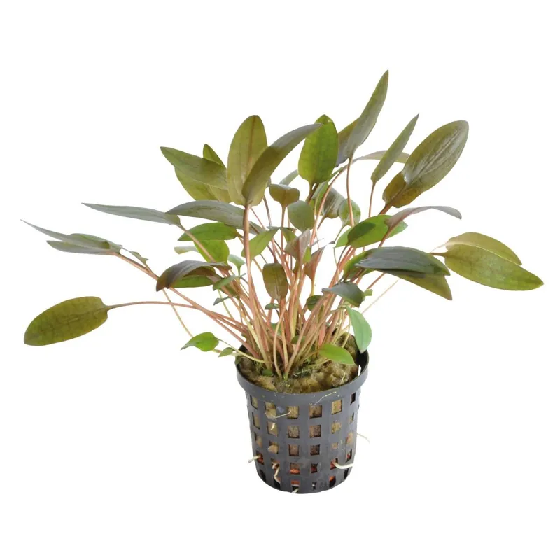 Sichere Zahlung Wendts Wasserkelch braun Cryptocoryne wendtii