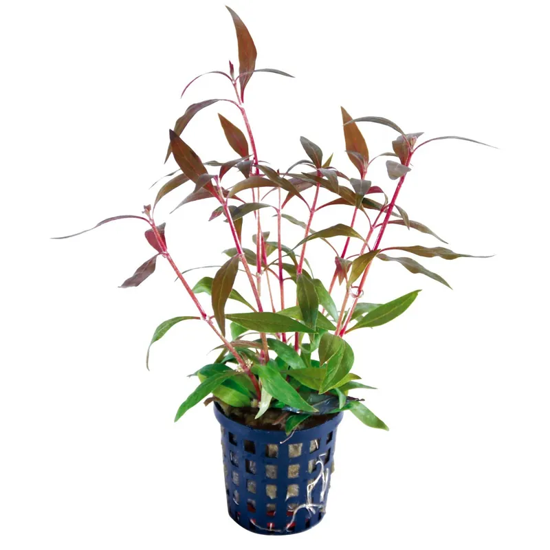 Zwergpapageienblatt "Mini" Alternanthera reineckii Aktuell