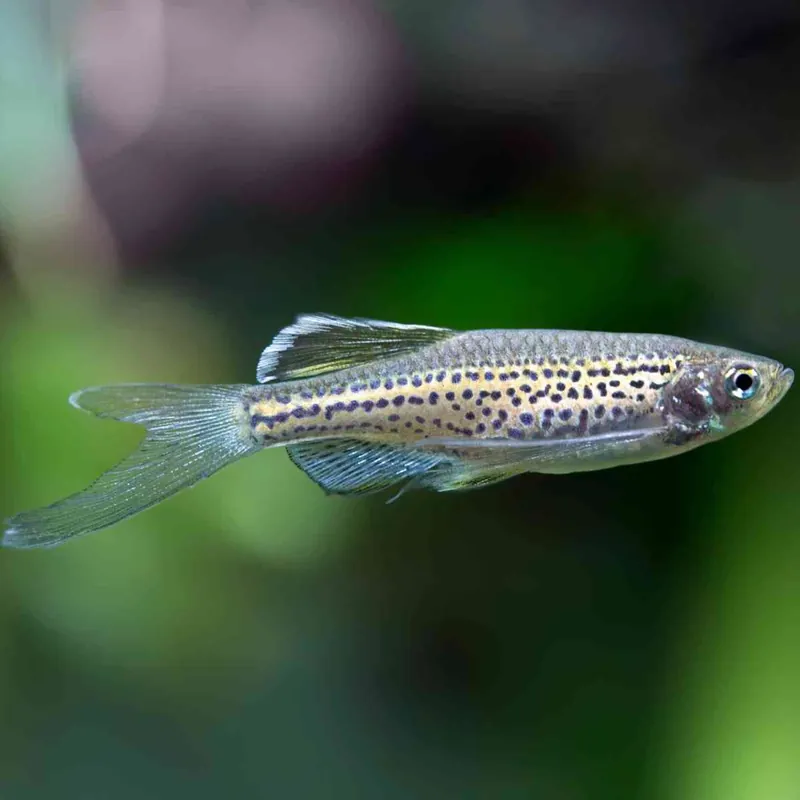 Burma-Leopardbärbling Danio kyathit Finale Aktion