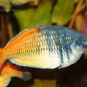 Boesemans Regenbogenfisch Melanotaenia Boesemani Billig