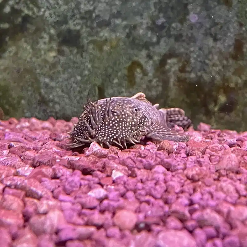 Direkt Vom Hersteller Antennenwels Blau Ancistrus dolichopterus 3-4cm