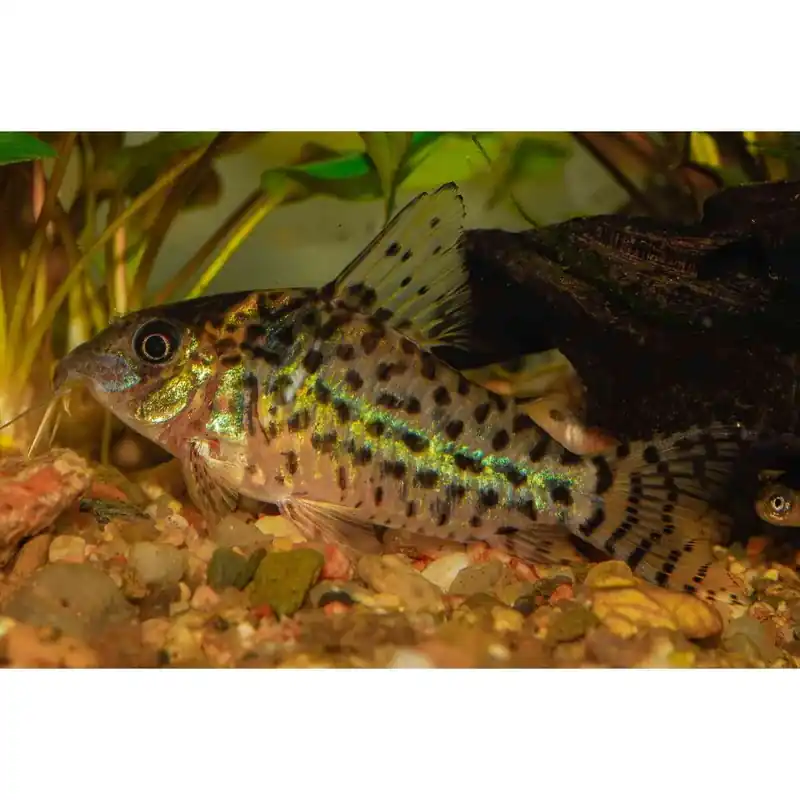 Angebot Schwarzer Metallpanzerwels Corydoras aeneus black