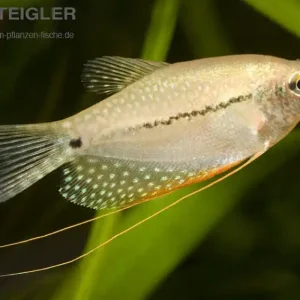 Beliebt Fadenfisch Mosaik Trichogaster leeri