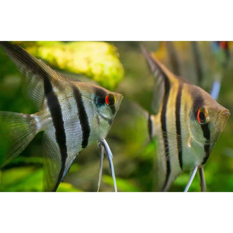 Skalar natur Pterophyllum scalare var. Jetzt Kaufen
