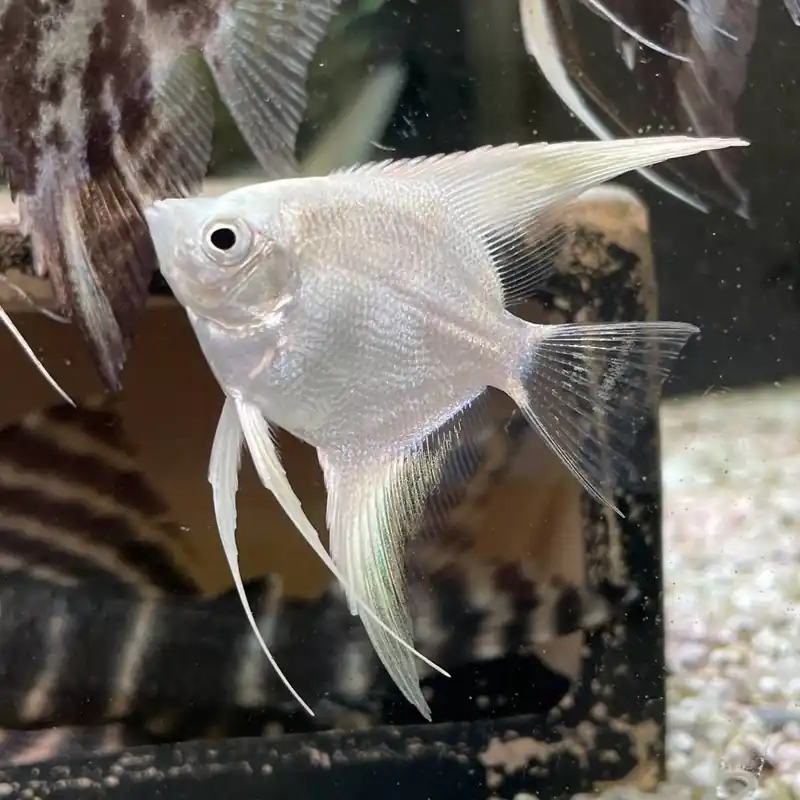 Skalar Platinum Pterophyllum scalare platin Markenprodukt