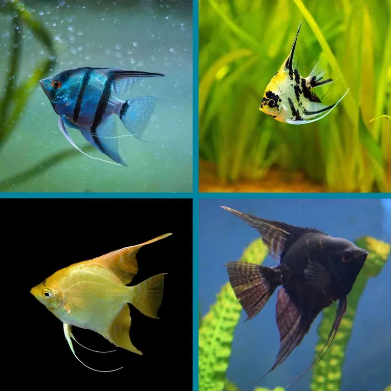 Skalar Mix Paket Pterophyllum scalare var. Rabatt