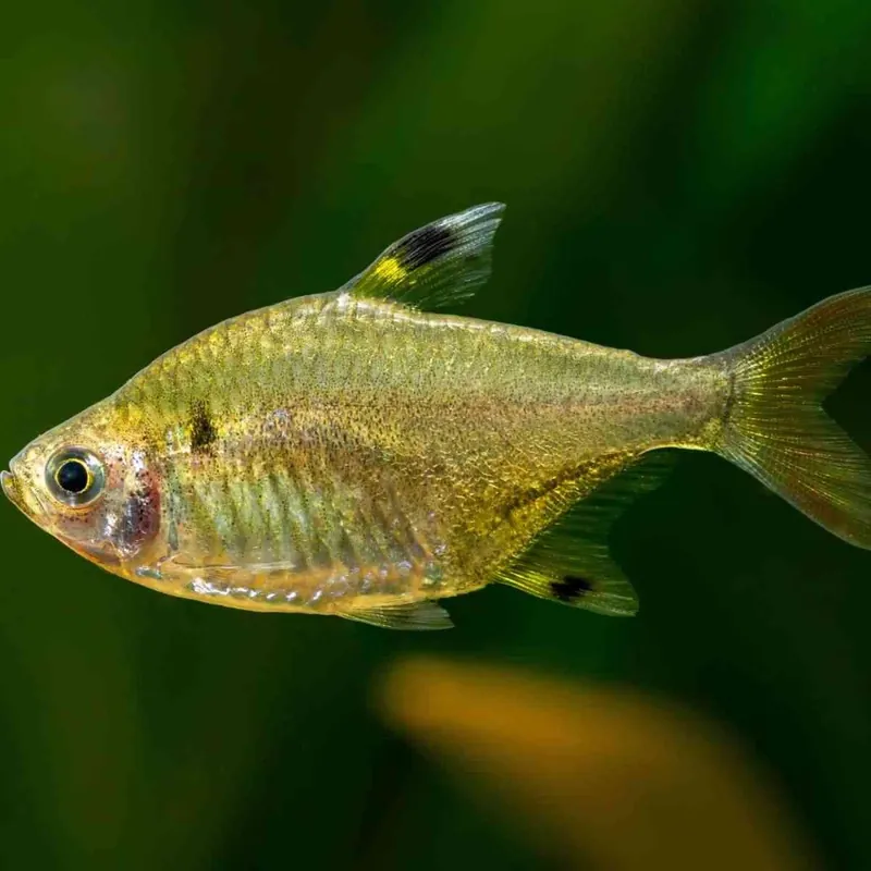 Sternflecksalmler Pristella maxillaris Solange Der Vorrat Reicht