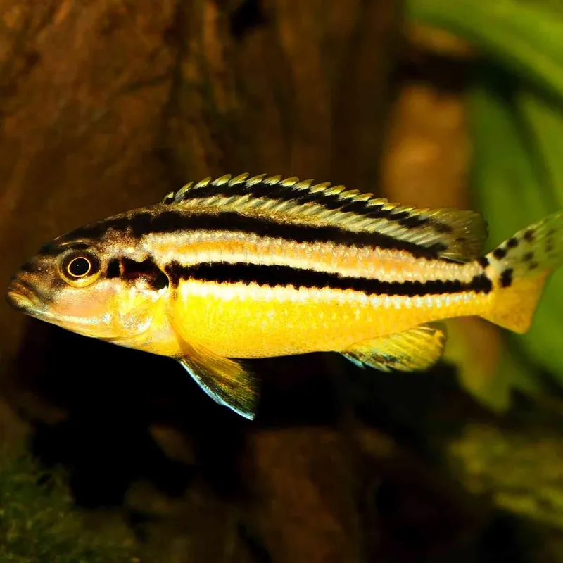 Türkisgoldbarsch Melanochromis auratus Super-Preis