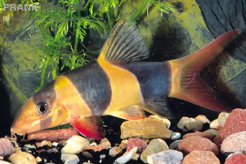 Markenware Prachtschmerle Botia macracanthus