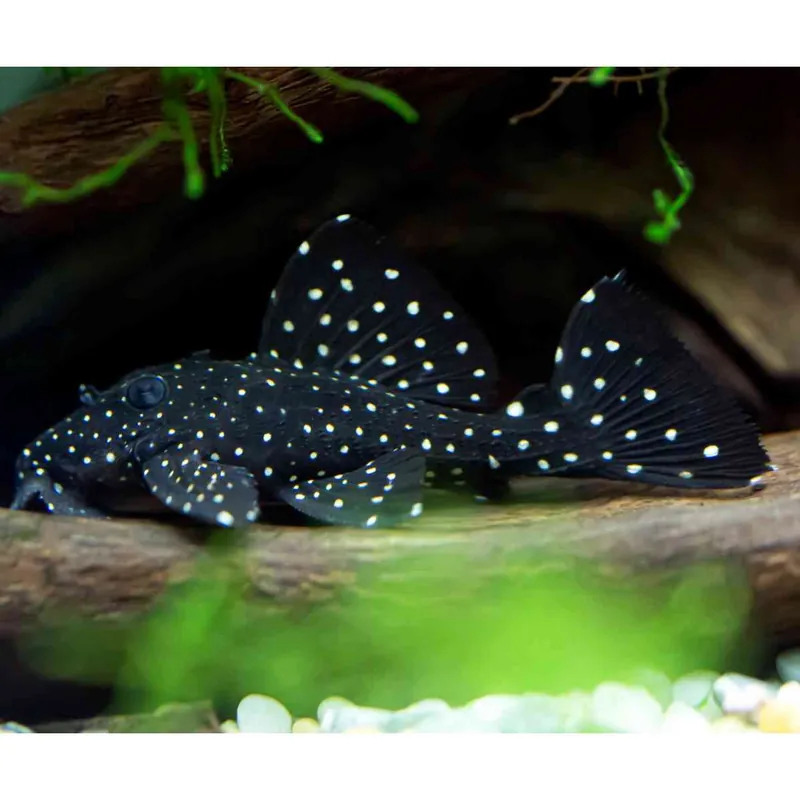 Beliebt Galaxy Saugwels Leporacanthicus galaxyas L-29