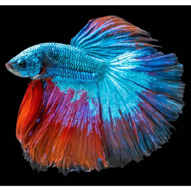 Siamesischer Kampffisch Mann Super Delta L Betta splendens Aktuell