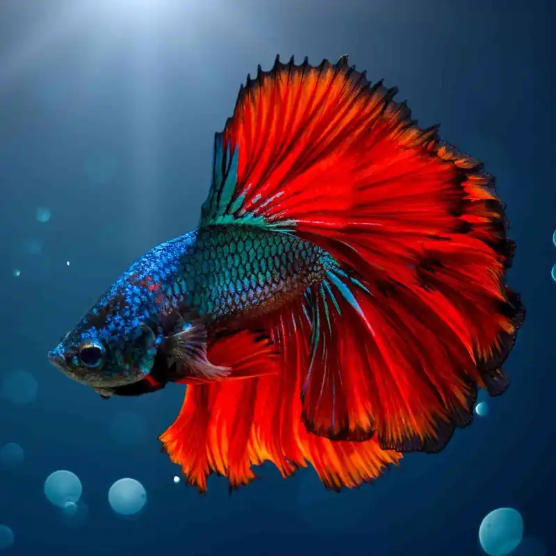 Siamesischer Kampffisch Half Moon Mix Betta splendens Heißes Angebot