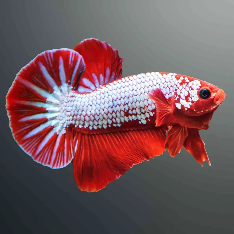 Siamesischer Kampffisch Betta Mann "Hellboy Mix" Betta splendens Zertifiziert