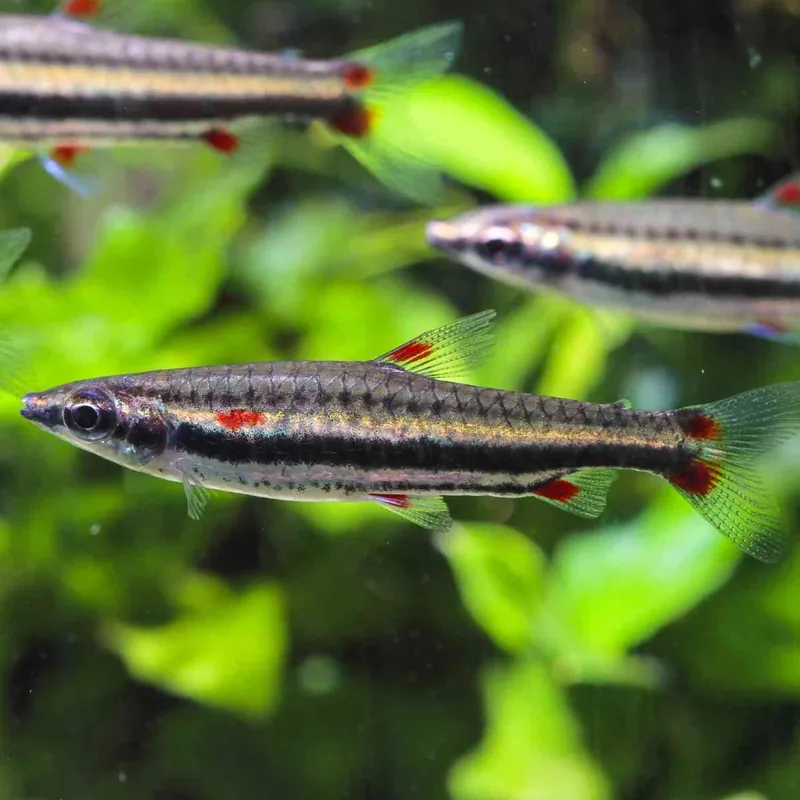 Heißes Angebot Dreibinden-Ziersalmler Nannostomus trifasciatus