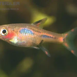 Ausverkauf Mosquito-Rasbora Boraras brigittae