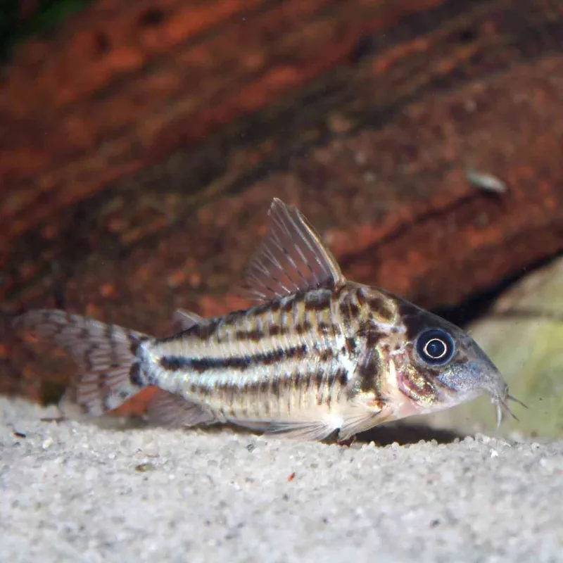 Hochflossenpanzerwels Corydoras pulcher Heißes Angebot