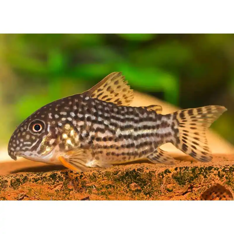 Sterbais-Panzerwels Corydoras sterbai Billig