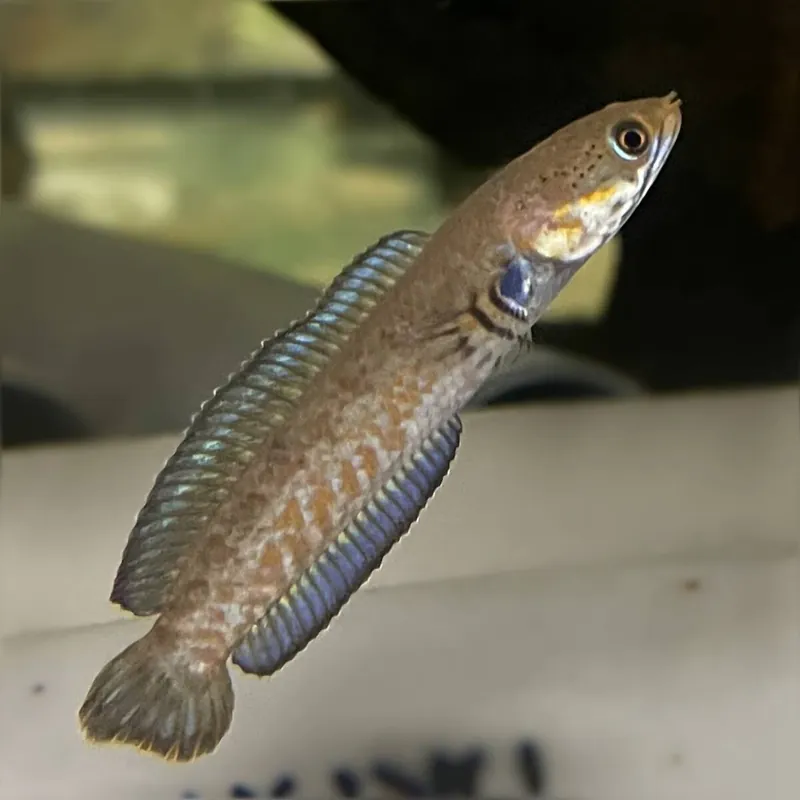 Wochenendangebot Neonblauer Zwergschlangenkopf Channa andrao