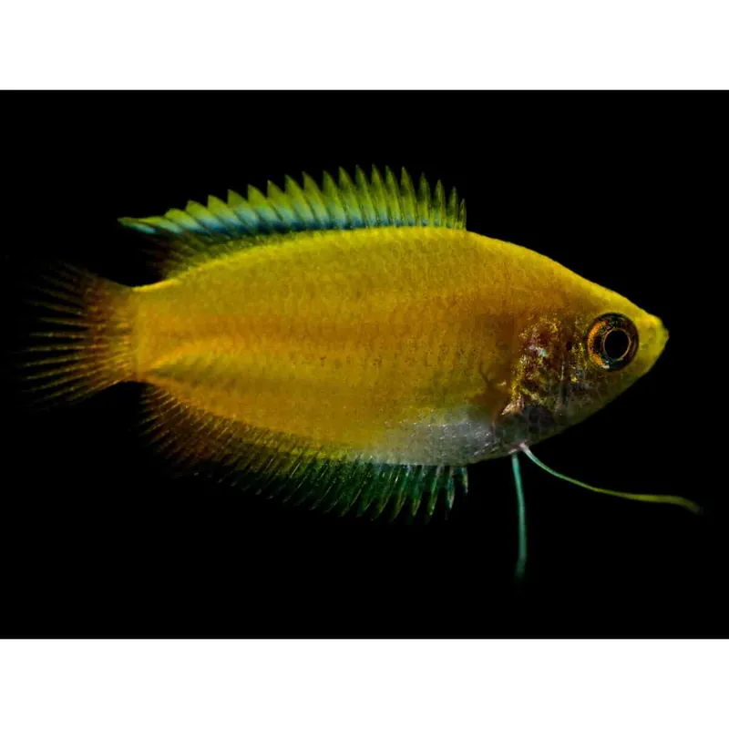 Honiggurami Gold Trichogaster chuna Neu