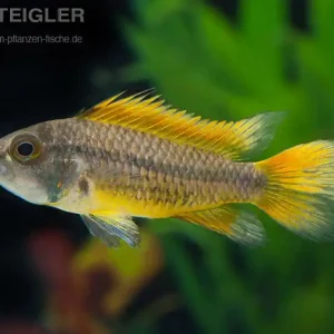 Kakadu-Zwergbarsch Orange Apistogramma cacatuoides Nur Für Kurze Zeit