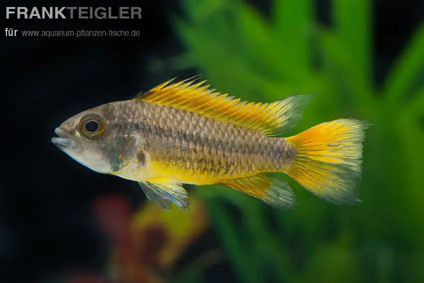 Kakadu-Zwergbarsch Orange Apistogramma cacatuoides Nur Für Kurze Zeit