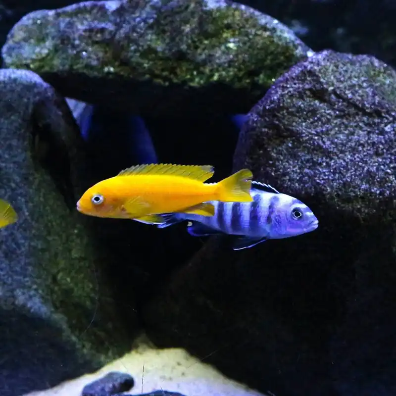 Bestpreis Saulosi Zebra-Maulbrüter Pseudotropheus saulosi
