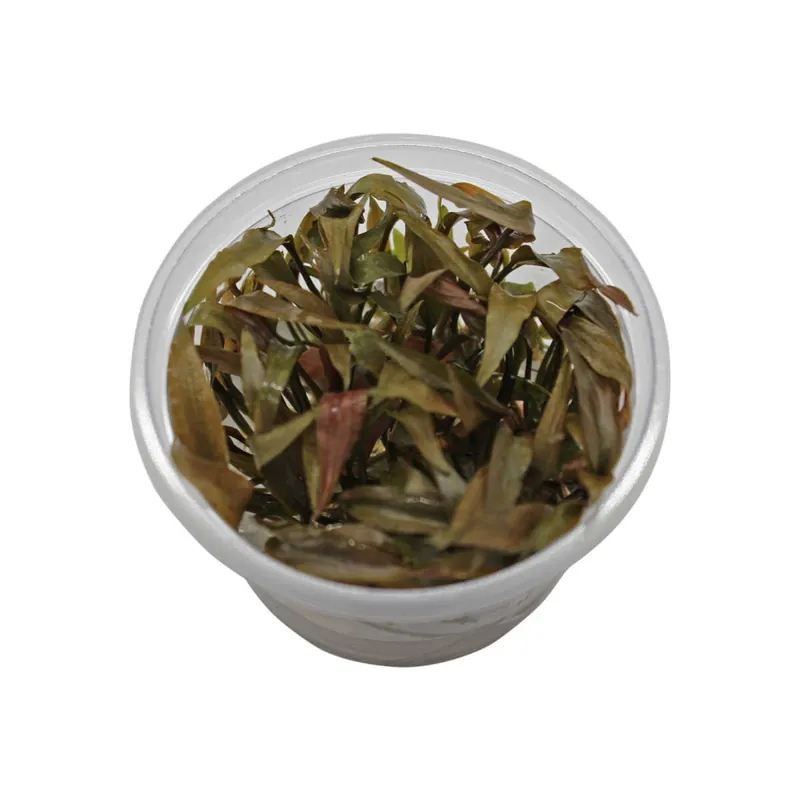 In Vitro Wasserkelch Cryptocoryne versch. Sorten petchii "pink" Angebot
